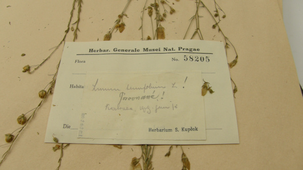 List rastliny z herbára Samuela Kupčoka v globálnom herbári NM v Prahe, foto: L.Maľa